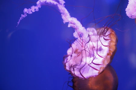 Jellyfish in Blue Waters
