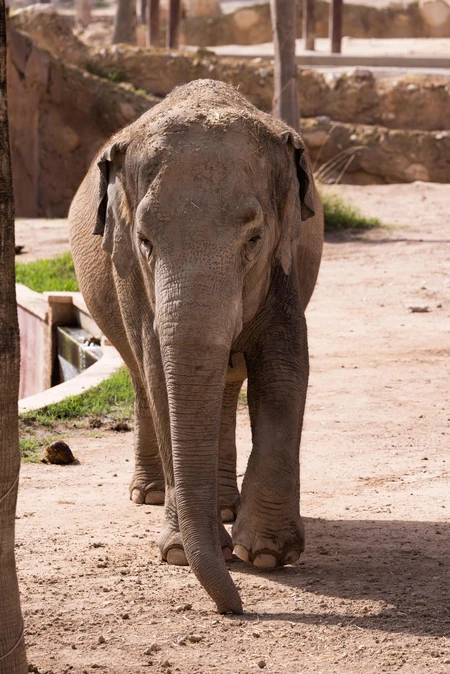 Elephant in a Zoo
