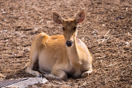 Resting Deer
