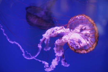 Underwater Jellyfish