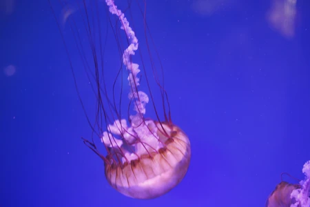 Jellyfish in Deep Blue