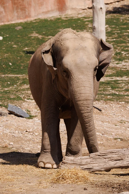 Elephant in Natural Habitat