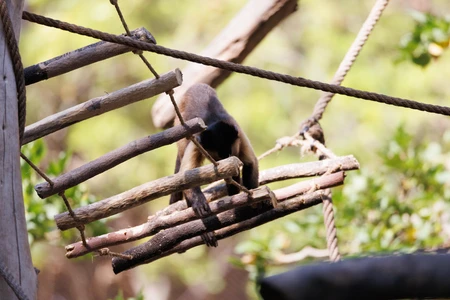 Monkey on Wooden Structure