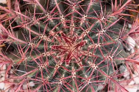 Cactus Spines Pattern