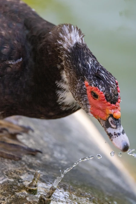 Close-up of a Waterfowl