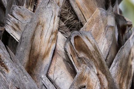 Close-up of Tree Bark