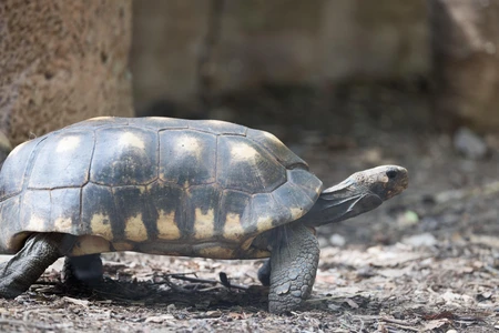 Turtle in Natural Habitat