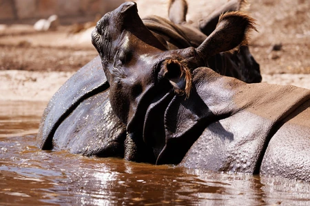 Rhino in Water