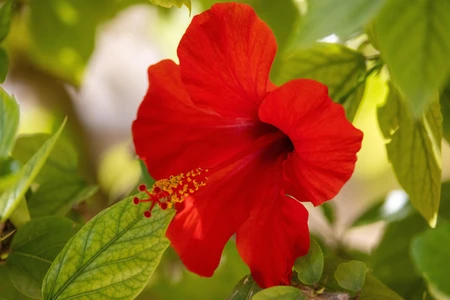 Vibrant Red Hibiscus Flower