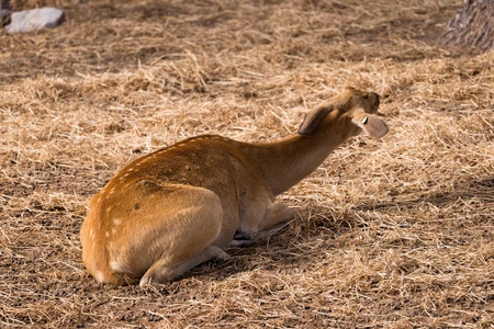 Resting Deer in Dry Grass