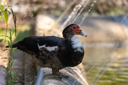 Duck by a Fountain