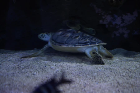Underwater Turtle