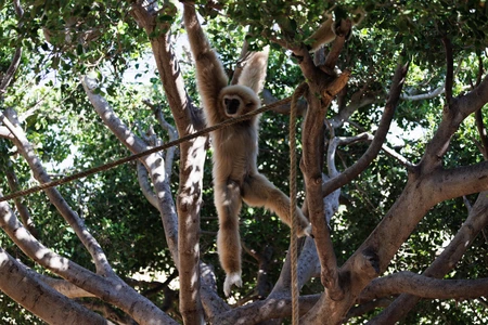 Gibbon in the Trees