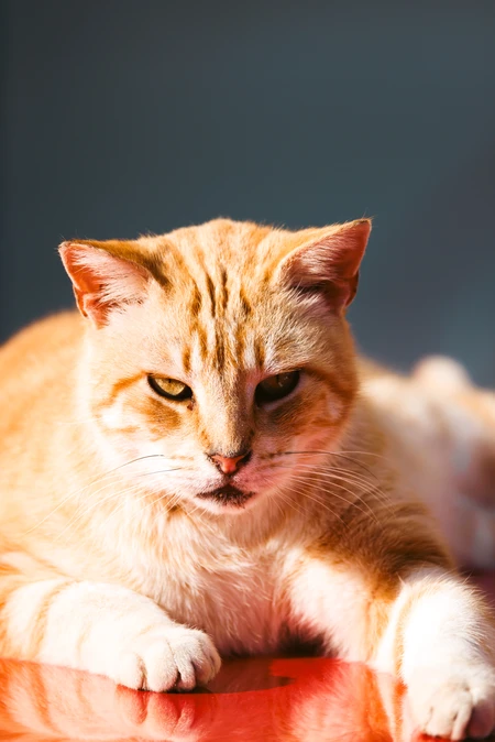 Calm Ginger Cat