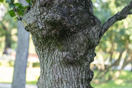 Detailed Tree Bark Texture