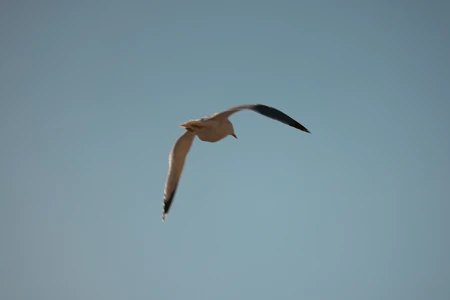Soaring Seagull