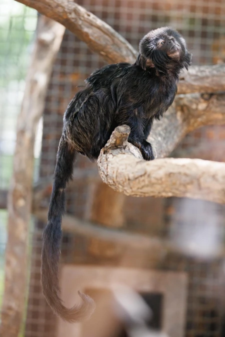 Small Monkey Perched on Branch