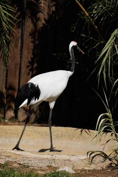 Elegant Crane Amidst Foliage
