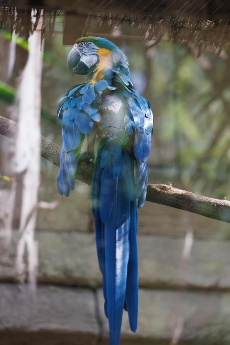 Blue Macaw on a Branch