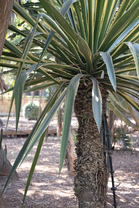 Desert Flora
