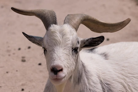 Portrait of a Goat