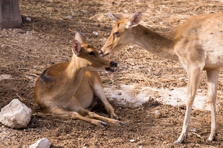 Deer in Natural Habitat