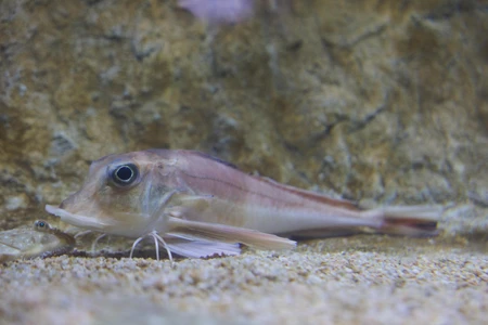 Aquatic Life Close-Up