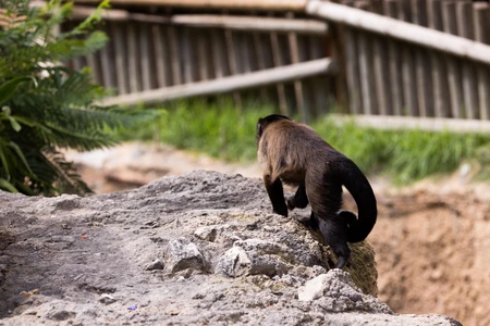 Monkey on Rock Path