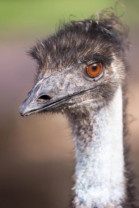 Close-Up of an Emu