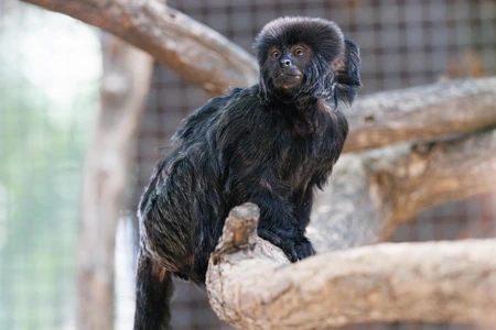 Black Monkey in Habitat