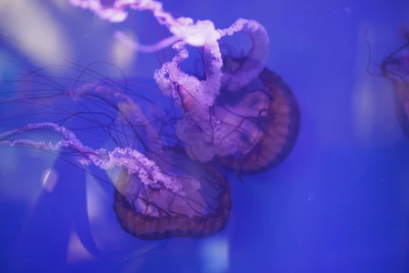 Mesmerizing Jellyfish