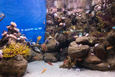 Vibrant Underwater Scene