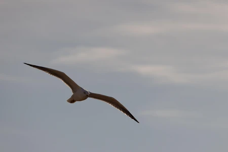 Seagull in Flight