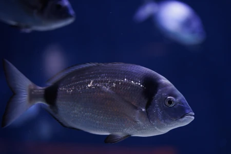 Underwater Fish View