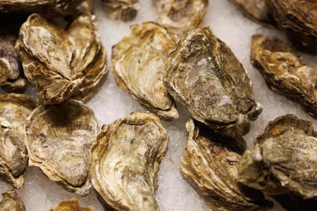 Fresh Oysters on Ice