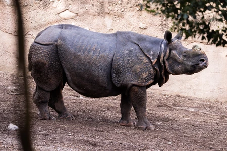 Portrait of a Rhino