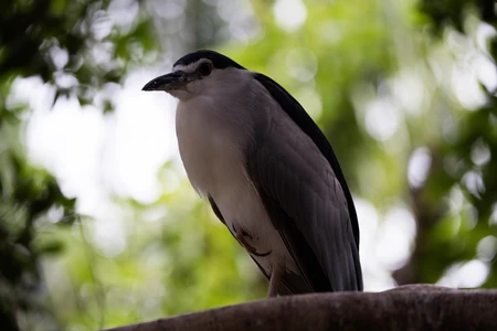 Bird Perched on a Tree Branch