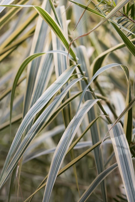 Close-up of Reed Leaves