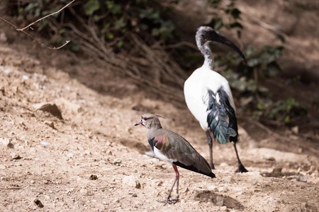 Birds in Natural Habitat