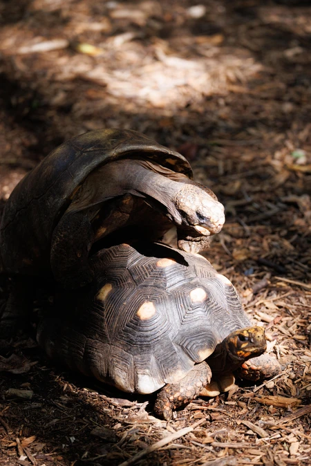 Tortoises in Nature