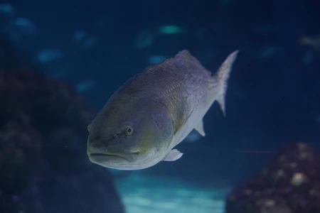 Underwater Fish