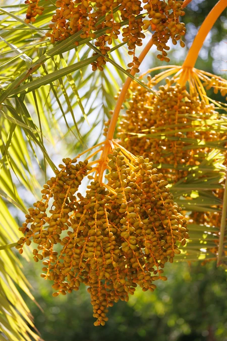Palm Fruits in Sunlight
