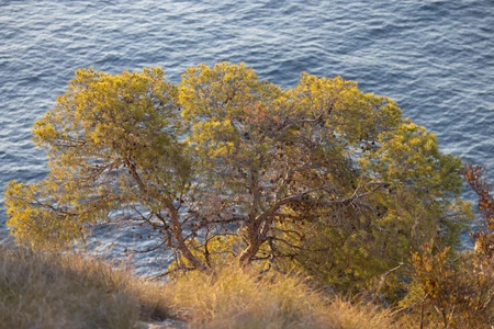 Coastal Tree Scenery