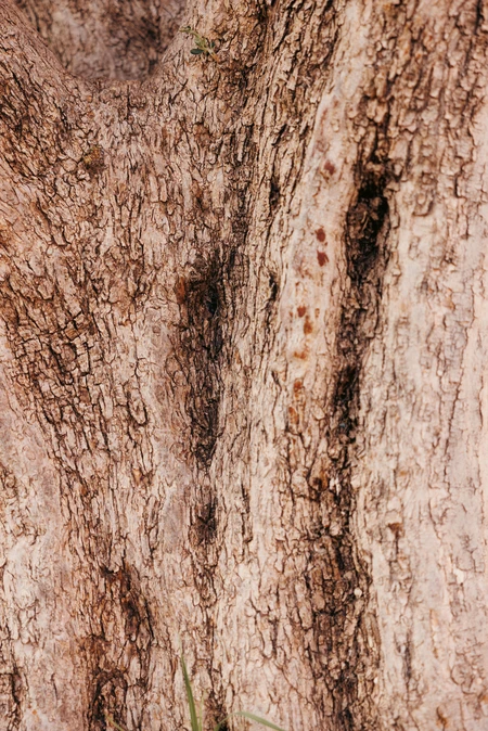 Textured Tree Bark