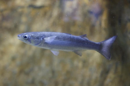 Underwater Fish