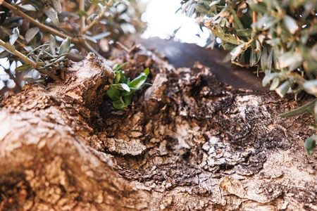 Close-Up of Tree Bark and Leaves