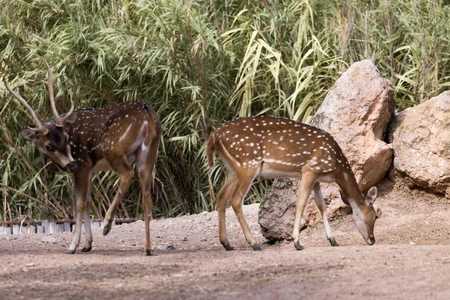 Grazing Deer in Natural Habitat