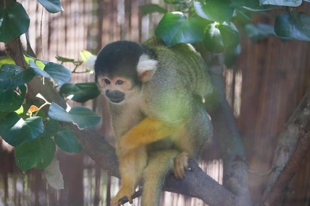 Squirrel Monkey in the Jungle