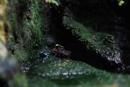 Rainforest Frogs