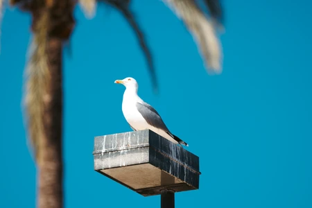 Seagull Perched on a Light